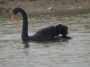 Black Swan at Barling Marsh (Steve Arlow) (66021 bytes)